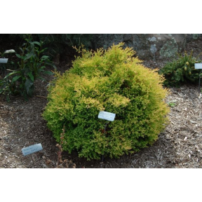 Thuja occidentalis 'Rheingold' - Rheingold Eastern Arborvitae