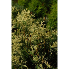 Thuja occidentalis 'Snowtip' - Snowtip Arborvitae