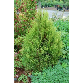 Thuja orientalis 'Franky Boy'  (Platycladus orientalis 'Franky Boy') - Franky Boy Oriental Arborvitae