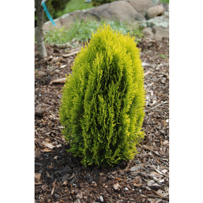 Thuja orientalis 'Morgan'  (Platycladus orientalis 'Morgan') - Morgan Oriental Arborvitae