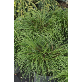 Thuja plicata 'Whipcord' - Whip Cord Western Red Cedar
