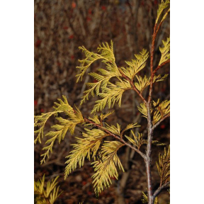 Thuja plicata 'Zebrina Extra Gold' - Zebrina Extra Gold Western Red Cedar