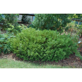 Thujopsis dolobrata 'Nana' - Dwarf Staghorn Cedar