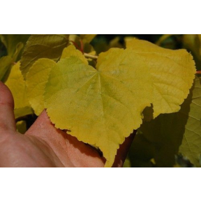 Tilia cordata 'Akira Gold' - Akira Gold Littleleaf Linden