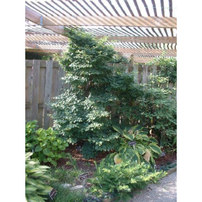 Tilia cordata 'Lico' - Lico Dwarf Littleleaf Linden