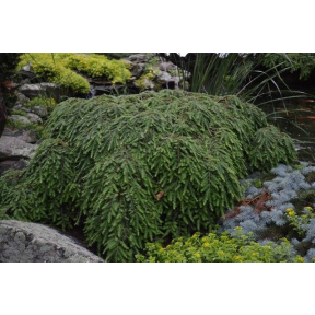 Tsuga canadensis 'Cole's Prostrate' - Cole's Prostrate Eastern Hemlock