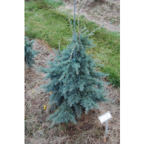 Tsuga mertensiana 'Bumps Blue' - Bumps Blue Mountain Hemlock