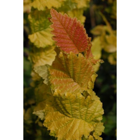 Ulmus x hollandica 'Wredei' - Wredei Columnar Elm 