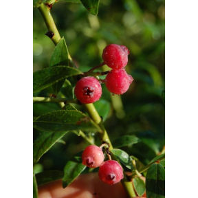 Vaccinium corymbosum 'Pink Lemonade' - Pink Lemonade Highbush Blueberry
