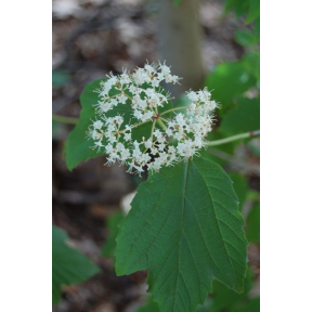 Viburnum acerifolium - Mapleleaf Viburnum