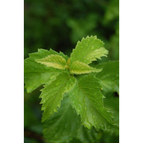 Viburnum dentatum 'Golden Arrow' - Golden Arrowwood Viburnum