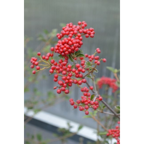 Viburnum dilatatum 'Daruma' - Daruma Linden Viburnum