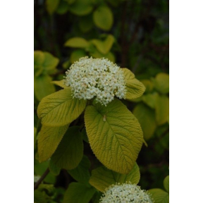 Viburnum lantana 'Aureum' - Golden Wayfaringtree Viburnum