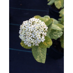 Viburnum lantana 'Wavecrest' ('Variegata') - Variegated Wayfaringtree Viburnum 