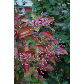 Viburnum nudum 'Winterthur' - Winterthur Smooth Witherod Viburnum