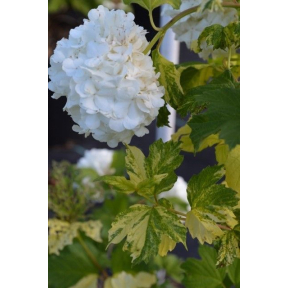 Viburnum opulus 'Kristy D' - Kristy D European Cranberry Viburnum