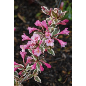 Weigela florida 'Verweig' -  Verweig Weigela