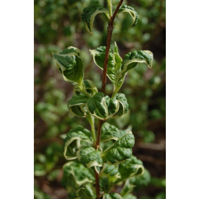 Weigela florida 'Caricature' - Caricature Weigela