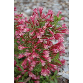 Weigela florida 'Red Trumpet' - Red Trumpet Weigela