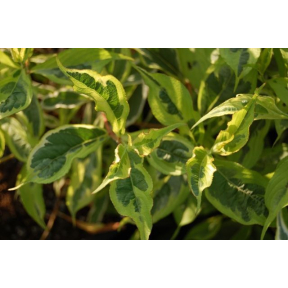 Weigela praecox 'Variegata' - Variegated Praecox Weigela