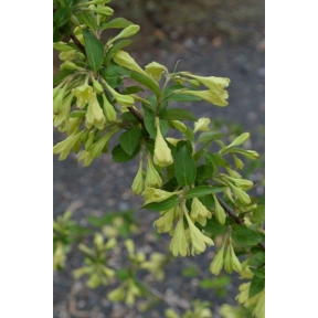 Weigela subsessilis 'Canary' - Canary Weigela