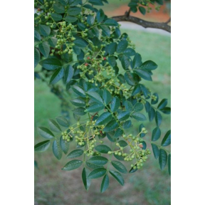 Zanthoxylem simulans - Chinese Prickley Ash 