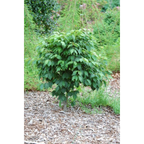 Zelkova serrata 'Goblin' - Goblin Japanese Zelkova