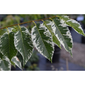 Zelkova serrata 'Goshiki' - Goshiki Variegated Zelkova