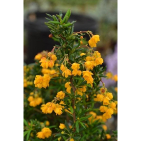 Berberis x stenophylla 'Corallina Compacta'  - Compact Coral Barberry 