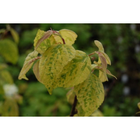 Broussonetia kazinoki 'Variegated'  - Golden Kozo 