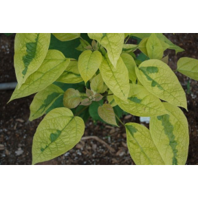 Catalpa bignonioides 'Variegata' - Variegated Southern Catalpa