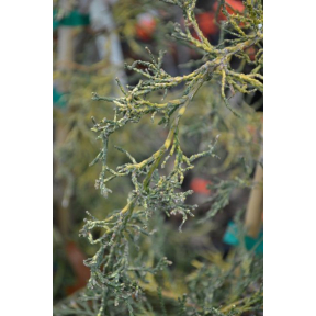 Chamaecyparis obtusa 'Alaska' - Alaska Hinoki Cypress