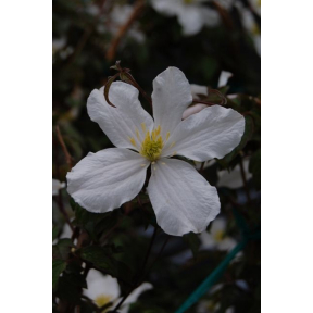 Clematis montana 'Grandiflora' - Large Flowered Montana Clematis