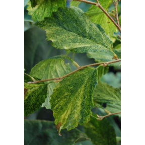 Hamamelis virginiana 'Lemon Lime' - Lemon Lime Common Witch Hazel