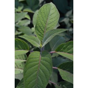 Hydrangea aspera var. villosa - Rough Leaf Hydrangea 