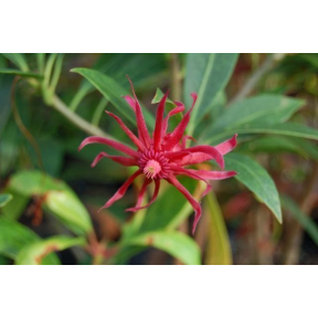 Illicium floridanum 'Halley's Comet' - Halley's Comet Florida Anise Tree