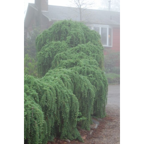 Larix kaempferi 'Pendula' - Weeping Japanese Larch
