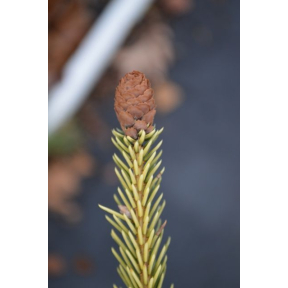 Picea abies 'Acro-Yellow' ('Acro-Aurea') - Acro-Yellow Norway Spruce