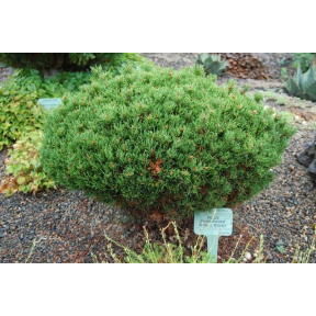 Pinus densiflora 'Edsal Wood' - Esdal Wood Japanese Red Pine 
