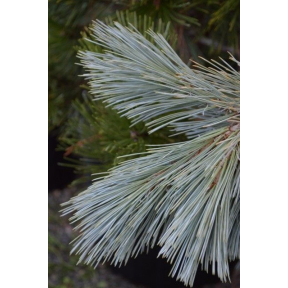 Pinus flexilis 'Cesarini Blue'  - Cesarini Blue Limber Pine 