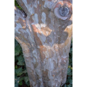 Pseudocydonia sinensis - Chinese Quince 