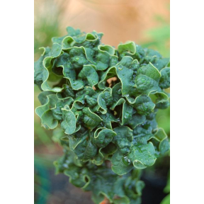 Quercus robur 'General Pulaski' - General Pulaski English Oak