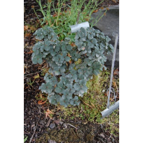 Salix boydii - Boyds Dwarf Willow