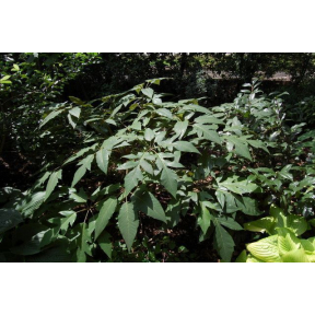 Schefflera delevayi - Delavays Schefflera