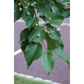 Sorbus alnifolia - Korean Mountain Ash