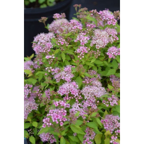 Spiraea japonica 'Gold n Rubies'  - Gold n Rubies Spirea