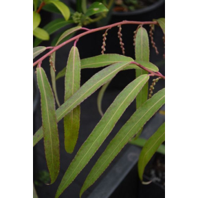 Stachyurus salicifolia - Willow Leaf Spiketail 