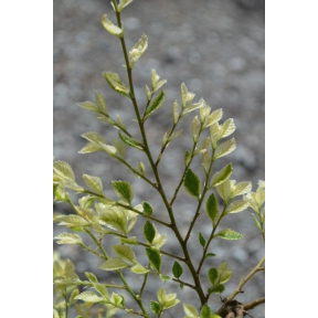 Ulmus parvifolia 'Lois Hole' - Lois Hole Lacebark Elm
