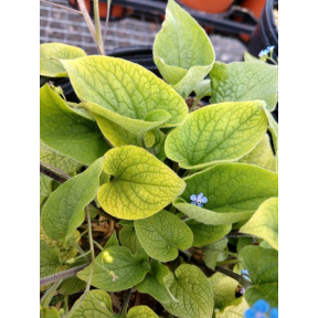 Brunnera macrophylla 'Diane's Gold' PP 22687 - Diane's Gold Heartleaf Brunnera