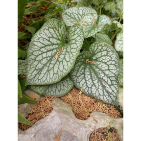 Brunnera macrophylla 'Alexander's Great' PP 25789 - Alexander's Great Heartleaf Brunnera